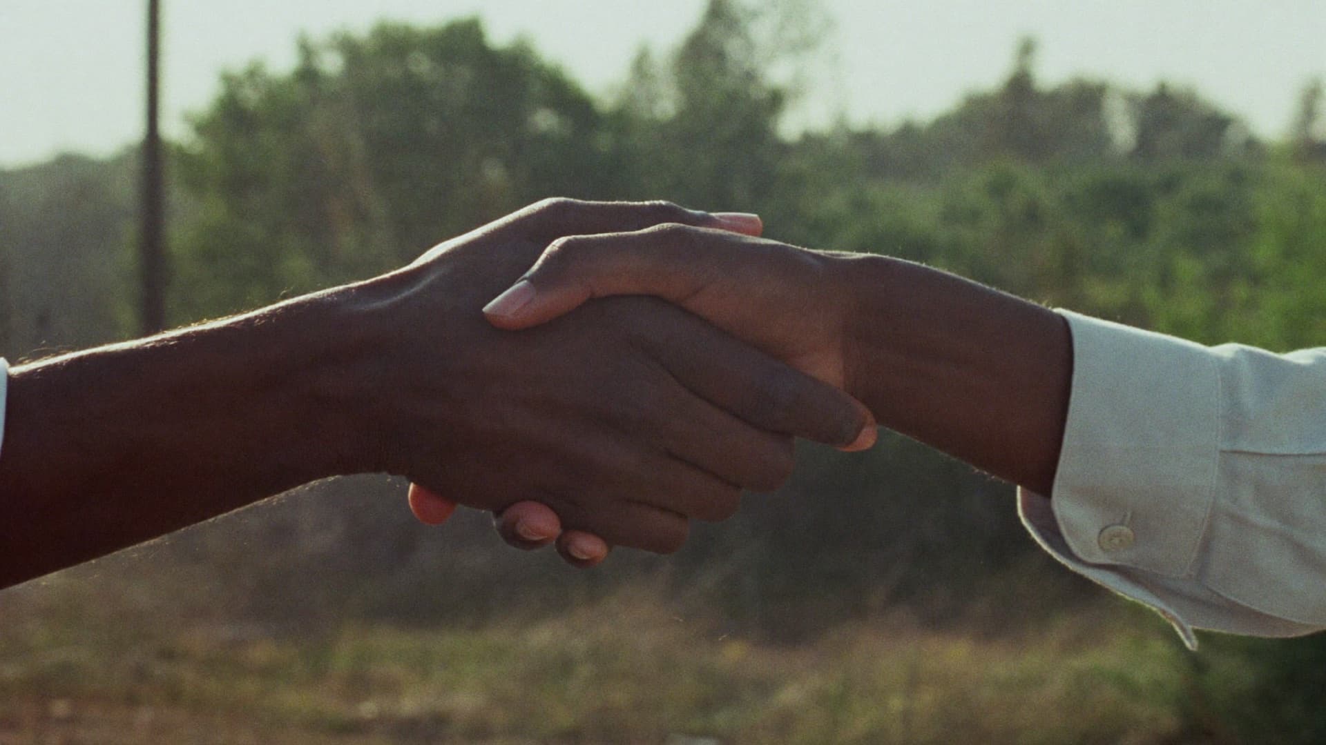 Two adults' clasped hands in a firm handshake, with green trees blurred behind in warm late afternoon light