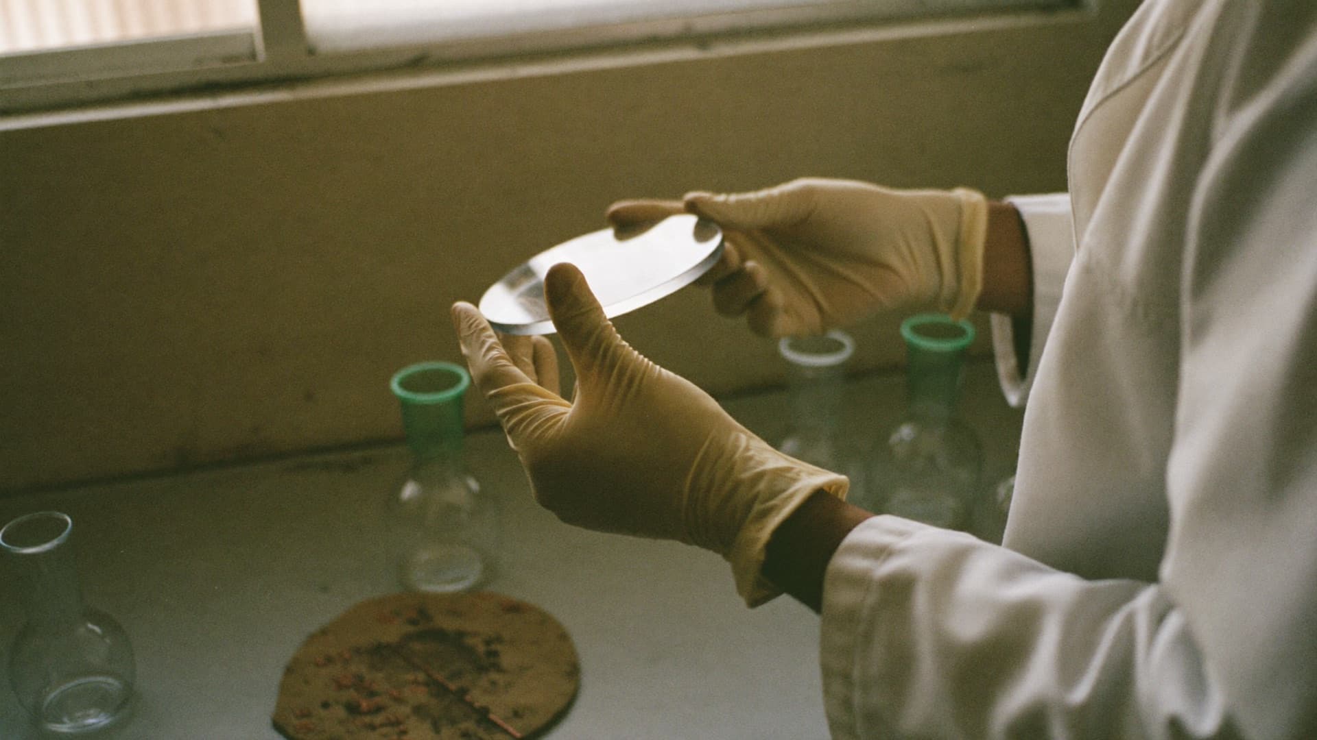 Gloved hands holding a round glass plate at a laboratory bench